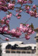 20080401_150832 Fioritura e demolizioni