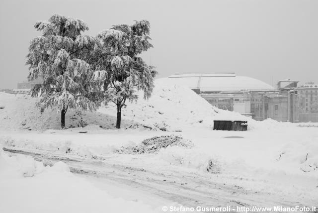  Cedri di piazzale Italia - click to next image