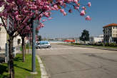20090407_115804 Fioritura
