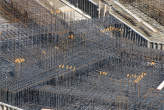 20090907_112527 Armature Rc2-C6
