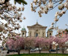 20120316_100458 S.Maria Segreta e fioritura magnolie