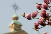 20120316_101623 Magnolie e croce sommitale