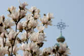 20120316_101802 Magnolie e croce sommitale