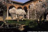 20040329_086_29 Chiostro delle Grazie con magnolie stellate