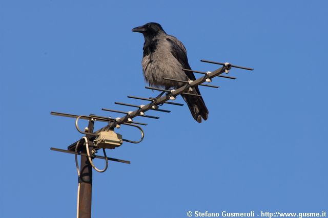  Cornacchia grigia su antenna - click to next image