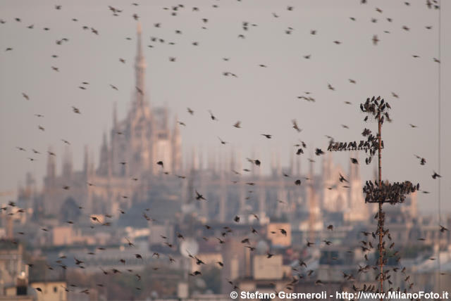  Storni e Duomo - click to next image