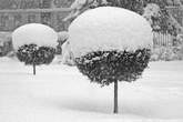 20060127_100342 Pianticine ricoperte di neve