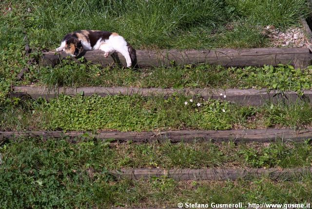  Gatto del Castello - click to next image