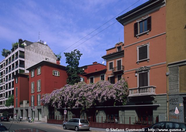  Glicine su viale Elvezia 4 - click to next image