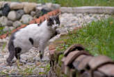 20070925_155630 Gatto pezzato