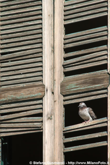  Imposta e piccione - click to next image