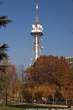 20041127_131910 Querce e torre RAI