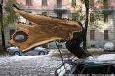 20051203_125226 Via Tiziano devastata da una nevicata bagnata