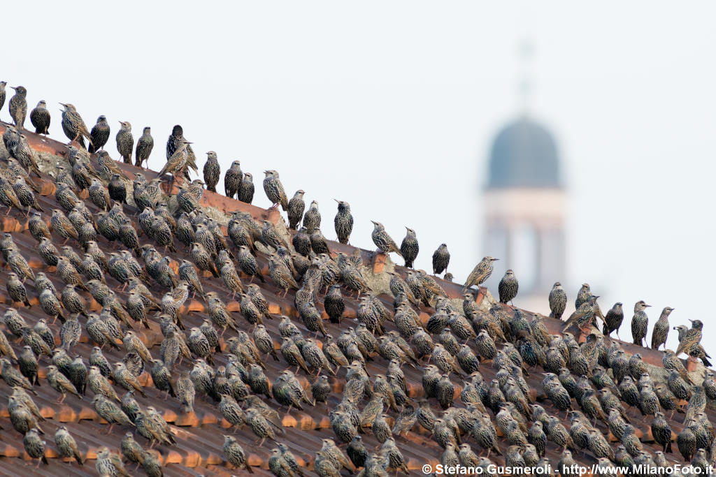  Storni e torre del Filarete - click to next image