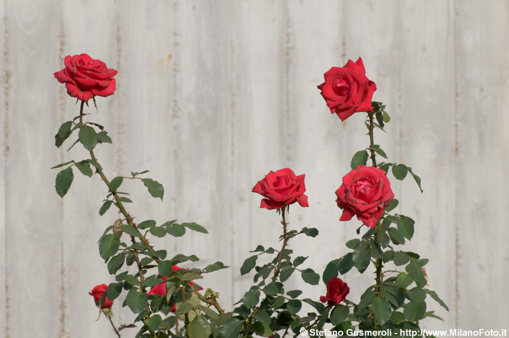  Rose e parete in ca - click to next image